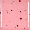 Stroke and Coat Speckled