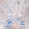Mayco Stoneware
